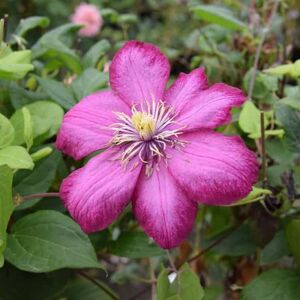 Clematis 'Ville de Lyon' (LL) 60-80 cm